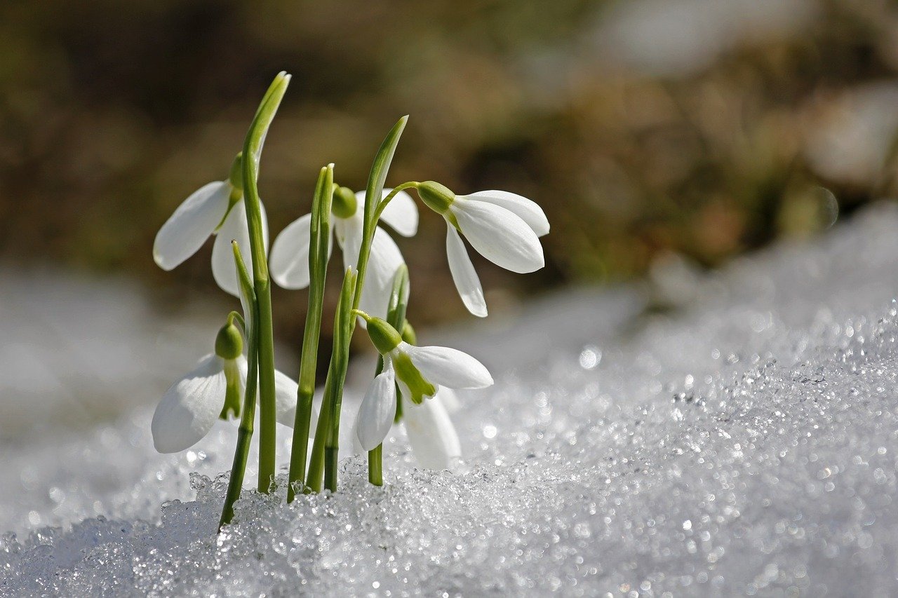 Perce-neige