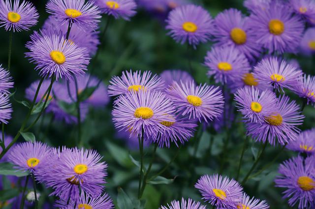 Aster